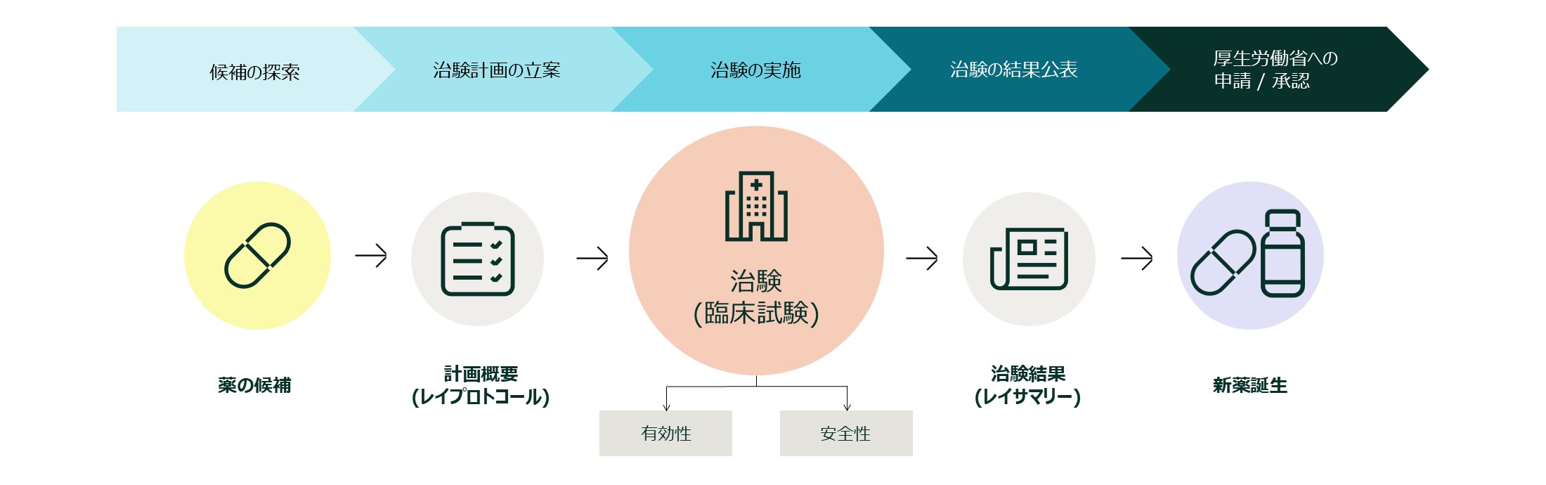 「薬の候補」→「計画概要（レイプロトコール）」→「治験（臨床試験）」→「治験結果（レイサマリー）」→「新薬誕生」と進行