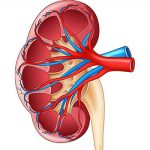 腎臓線維化の画像化