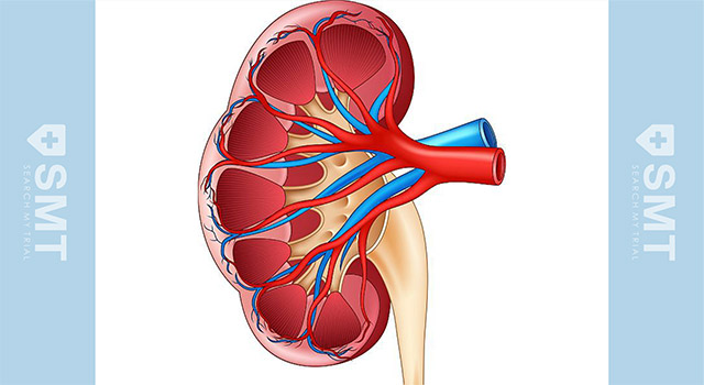 拡散テンソル画像mriで腎臓線維化の画像化に成功 糖尿病腎症モデルラットで 阪大の研究グループ Smt