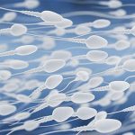 精子の数
