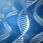 遺伝子多型で2型糖尿病罹患の予測能が向上